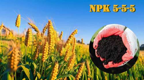 最新の会社ニュース NPK 5-5-5 有機肥料の最終ガイド